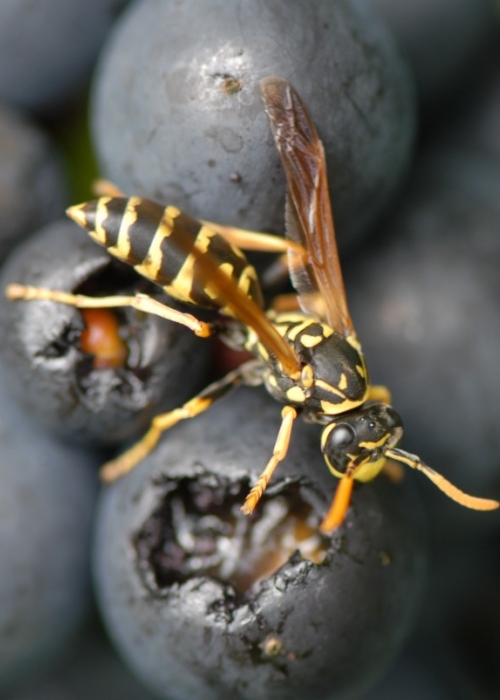 Fruehburgunder ANT 0370